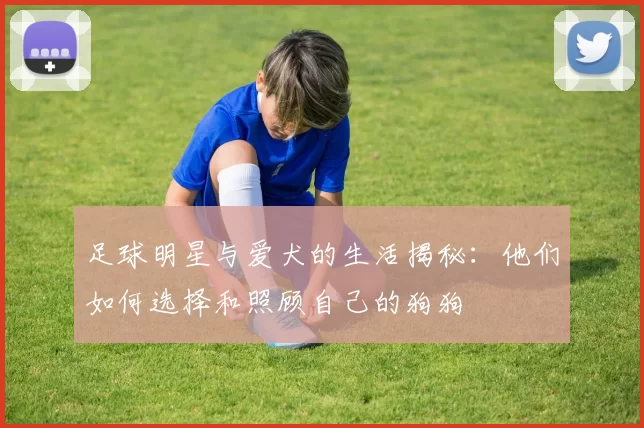 足球明星与爱犬的生活揭秘：他们如何选择和照顾自己的狗狗